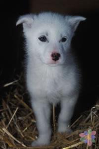 Abre tu corazón en esta temporada