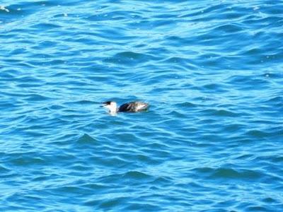 Alcas y araos de pesca