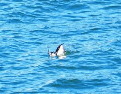 Alcas y araos de pesca