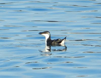 Alcas y araos de pesca
