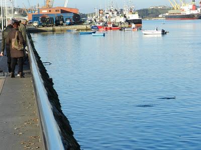 Alcas y araos de pesca