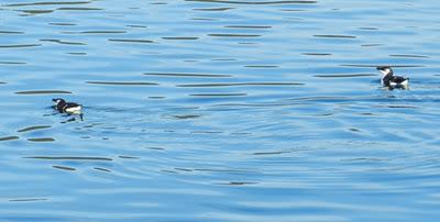 Alcas y araos de pesca