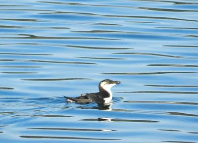 Alcas y araos de pesca