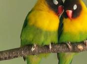 Terapia pareja