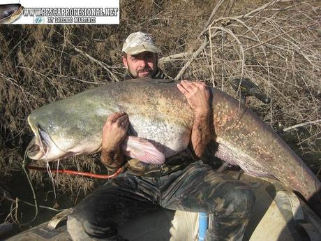 SILURO AL LANZADO SILUROS AL LANZADO EN INVIERNO