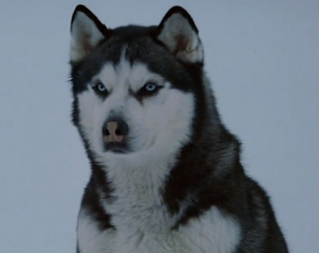 Una tierna historia perruna