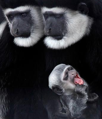 El Mundo Animal,  en fastuosas imágenes