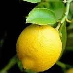 Limon como planta medicinal