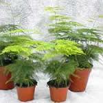 Esparraguera plantas medicinales