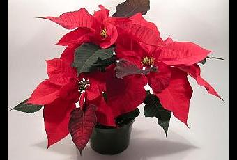 Plantas y flores navideñas: hoy Flor de nochebuena - Paperblog
