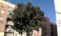 Encina ( Quercus ilex L.)