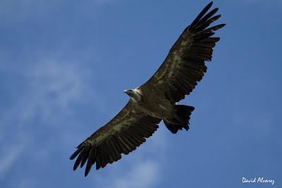 Los buitres otra vez en la picota Los buitres otra vez en la picota