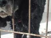 urgentes perrera Jerez Cadiz.