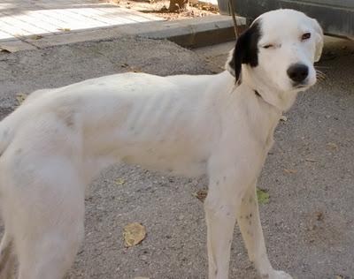 PEPITA. 5 -6 meses. Para el ayuntamiento hoy tenía que haber sido eutanasiada. Cheste (Valencia)