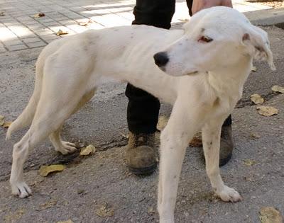 PEPITA. 5 -6 meses. Para el ayuntamiento hoy tenía que haber sido eutanasiada. Cheste (Valencia)