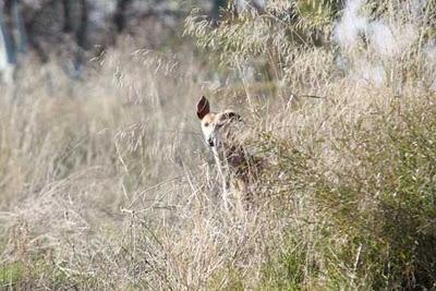 3 galgas en serio peligro, necesitan un milagro!.