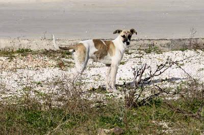 3 galgas en serio peligro, necesitan un milagro!.