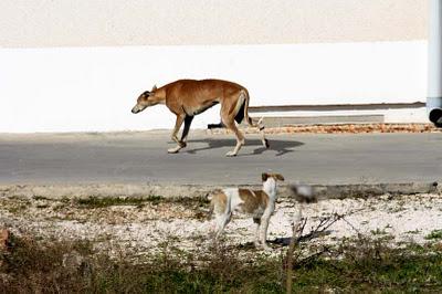 3 galgas en serio peligro, necesitan un milagro!.