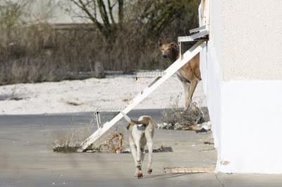 3 galgas en serio peligro, necesitan un milagro!.