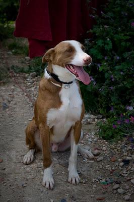 Jimena. Preciosa podenca de carácter tímido. GPAR