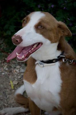 Jimena. Preciosa podenca de carácter tímido. GPAR