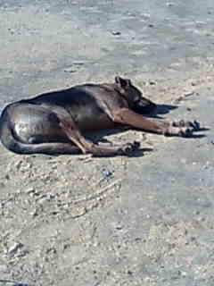 AYUDA!! PERRO ABANDONADO EN UNA ROTONDA,TERMINARA EN MAIRENA O ATROPELLADO.