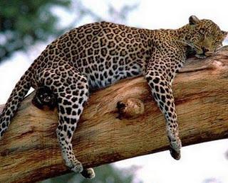 Mente. Relajación muscular. Vídeo