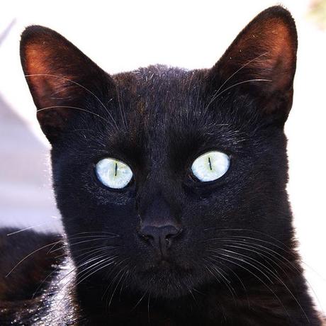 LOS OTROS RESIDENTES (y 2)