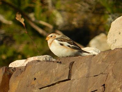 Escribano nival navideño