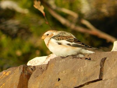 Escribano nival navideño
