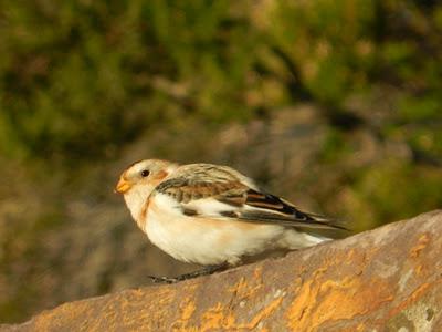 Escribano nival navideño