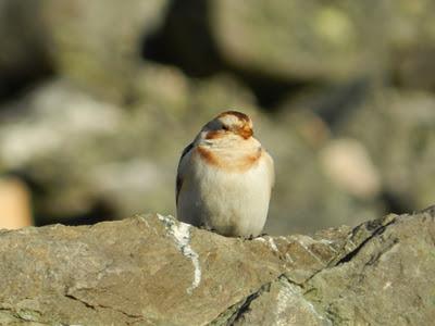 Escribano nival navideño