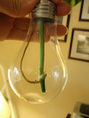 Macetas con bombillas