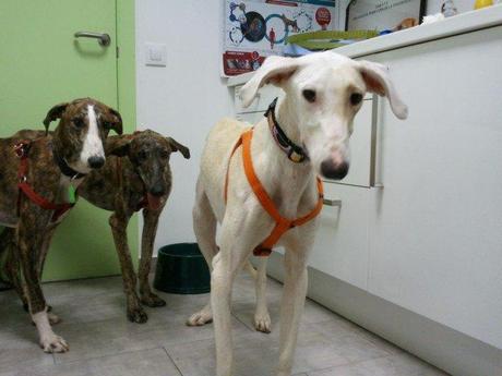 Galgos esqueléticos que vendía un galguero. ¡¡A salvo del infierno!!