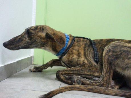 Galgos esqueléticos que vendía un galguero. ¡¡A salvo del infierno!!