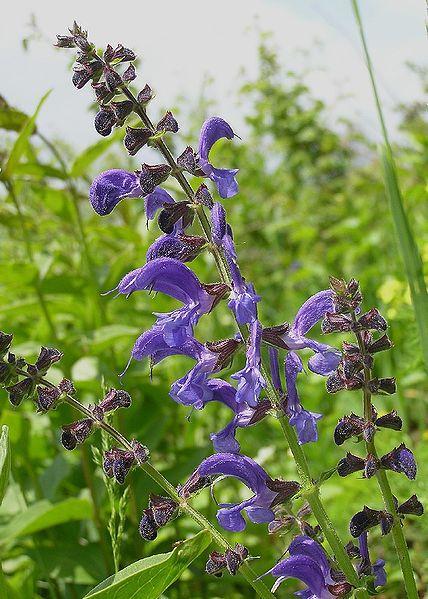 salvia-antitranspirante Antitranspirantes naturales
