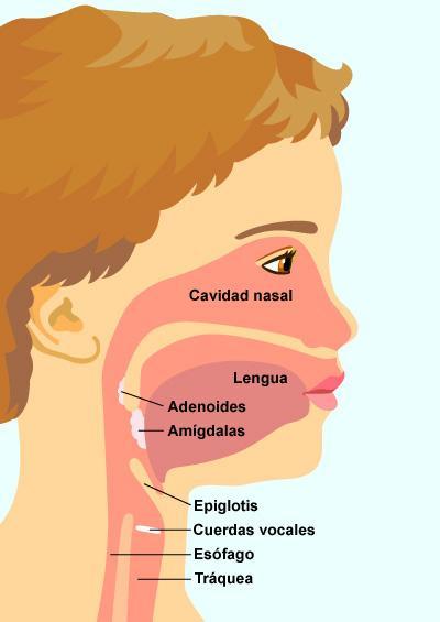 adenoidesgrandes ¿Que produce las Adenoides agrandadas?