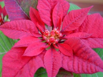 Conoce las alergias navideñas