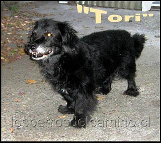 busca tori