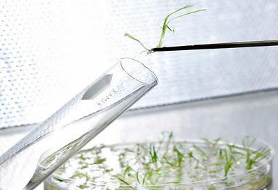 El sérum que viene del frío: EGF de Sif Cosmetics