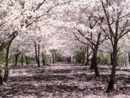 Repara y nutre: Flor de cerezo.