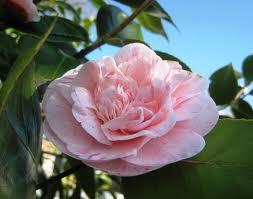 Negando a Jesucristo