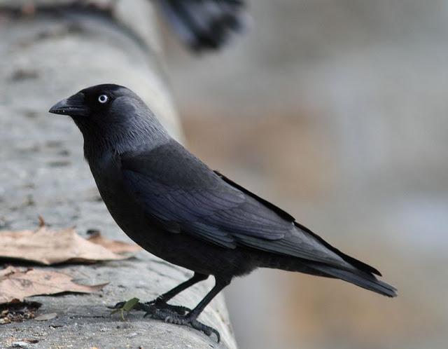 GRAJILLAS EN PAMPLONA