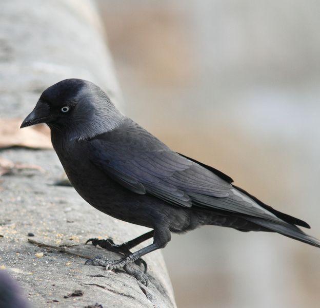 GRAJILLAS EN PAMPLONA