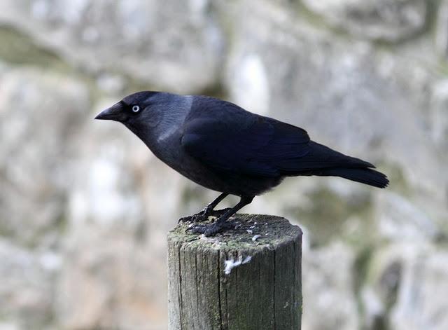 GRAJILLAS EN PAMPLONA