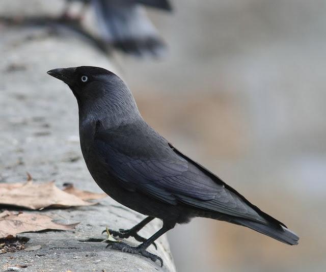 GRAJILLAS EN PAMPLONA