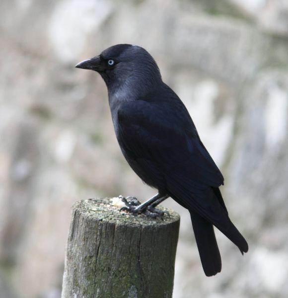 GRAJILLAS EN PAMPLONA