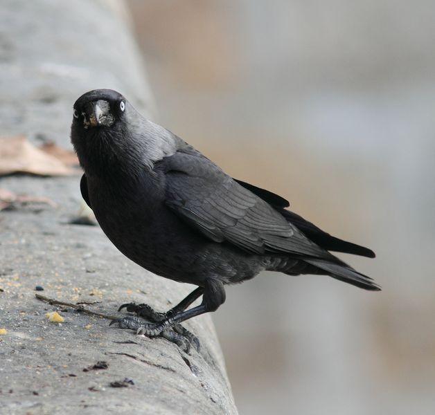 GRAJILLAS EN PAMPLONA
