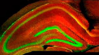 Dormir para 'vaciar' el hipocampo ... y seguir aprendiendo