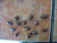 Coscoja (Quercus coccifera) Coscoja (Quercus coccifera)